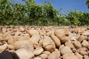Vin vivant